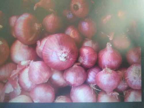 Round All Size Fresh Red Onion