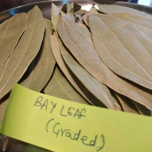 Brown Dried Graded Tej Patta Bay Leaves