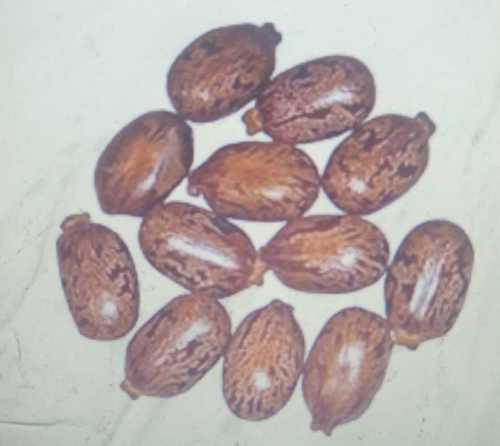 Dried Organic Natural Castor Seeds