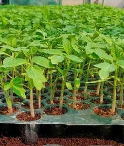 Pesticide Free Tomato Plant