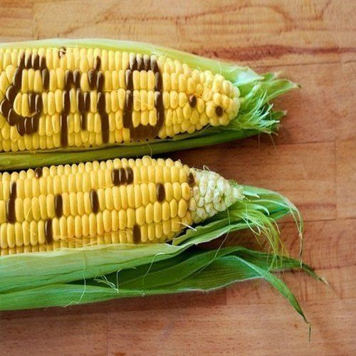 Gmo Testing Service