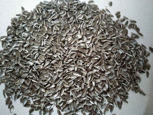 Pure And Natural Sunflower Seeds