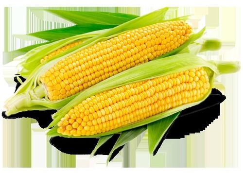 Rich Nutrition Yellow Corn