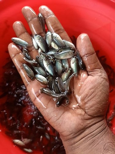 Silver Koi Fish Seed For Farming