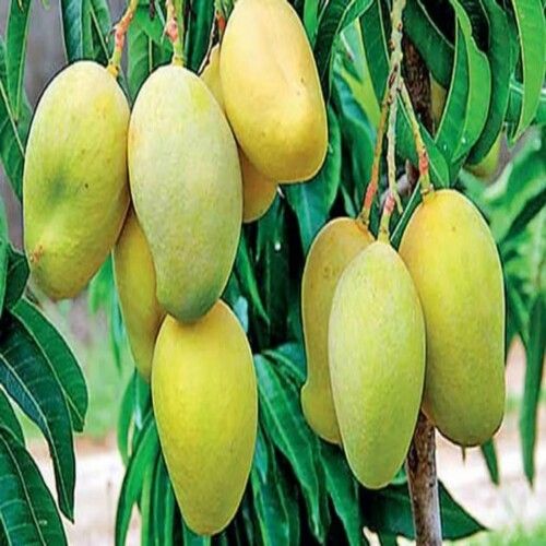 Healthy and Natural Fresh Langra Mango