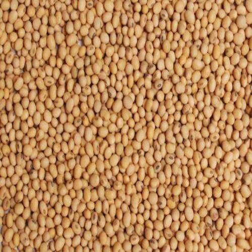 Healthy and Natural Sorghum Seeds