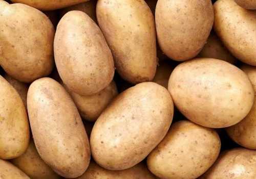 Natural Cultivation Fresh Potato