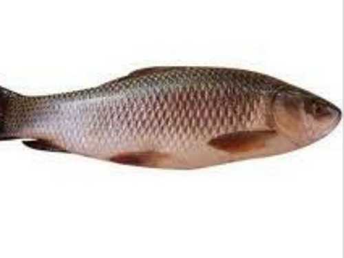 Rohu Fish, For Fish Farming