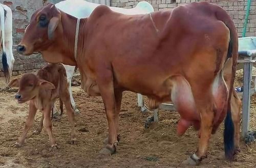 Brown A Grade Sahiwal Cows