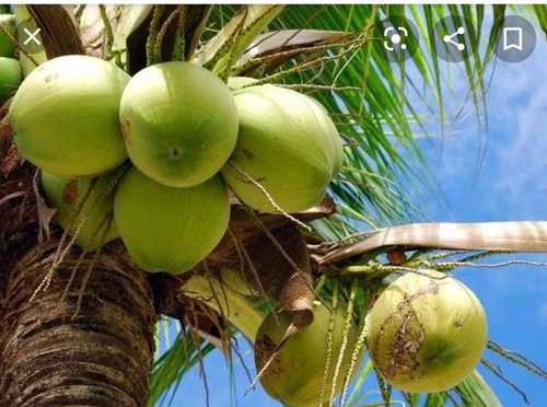 Green Good Taste Raw Coconut