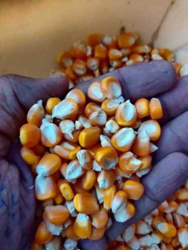 Highly Nutritious Raw Maize