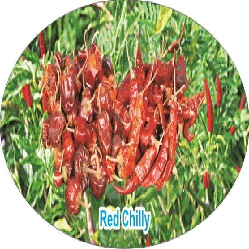 Healthy and Natural Dried Red Chillies