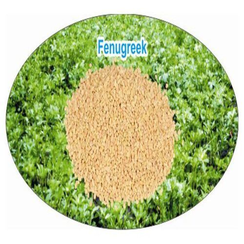 Healthy And Natural Organic Fenugreek Seeds Grade: Food Grade