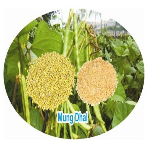 Healthy and Natural Organic Moong Dal