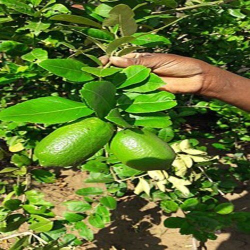 100% Natural Aasam Lemon