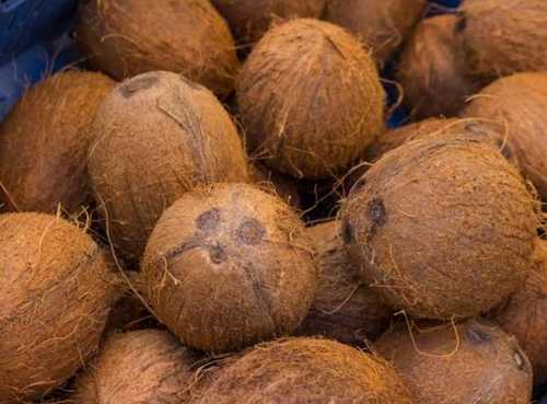 Brown Good Taste Fresh Coconut