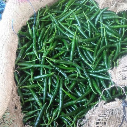 Healthy and Natural Fresh Green Chilli