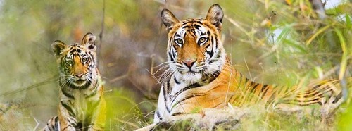 Sundarban Tour Package from Kolkata in Winter Holidays