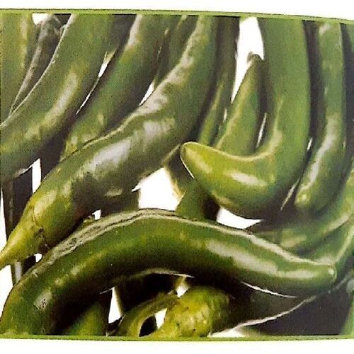 Tablets Healthy And Natural Fresh Green Chilli