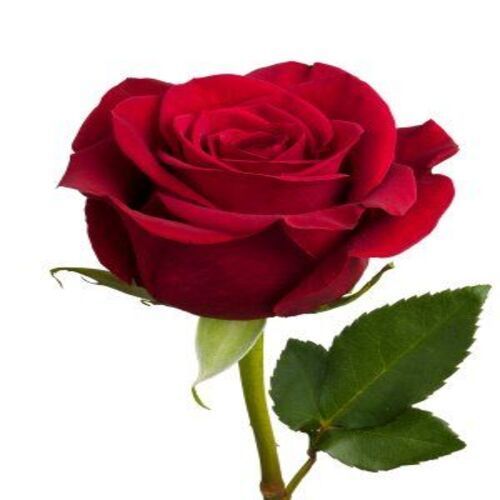 Natural And Fresh Red Rose Flower