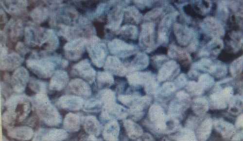 Agriculture Pap Cotton Seeds