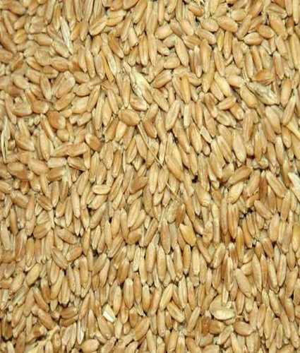 Brown Gluten Free Wheat Seeds