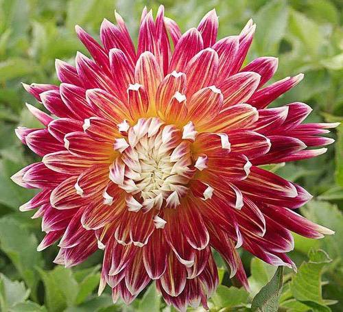 Pink Healthy And Natural Fresh Dahlia Flower