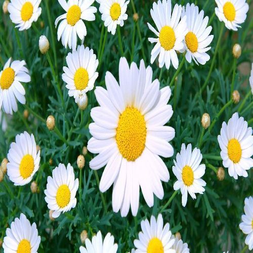 Healthy and Natural Fresh Daisy Flower