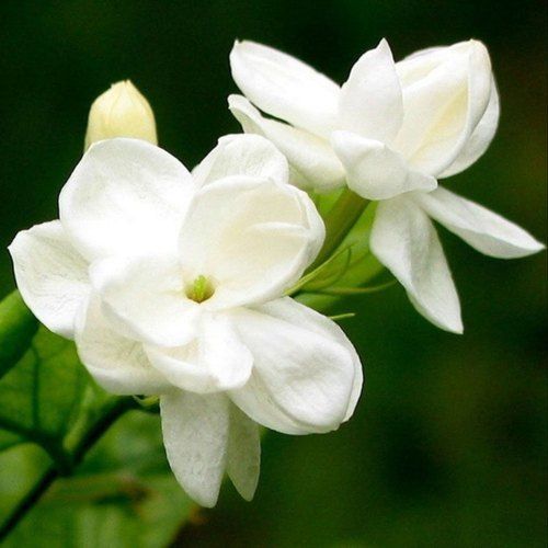 White Healthy And Natural Fresh Jasmine Flower