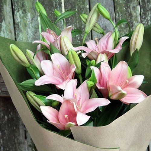 Healthy And Natural Fresh Lily Flowers