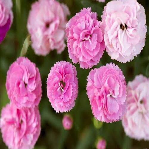 Natural And Fresh Pink Rose Flower Shelf Life: 7-10 Days