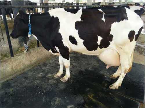 Black White HF Cow