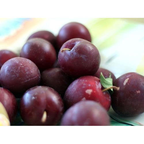 Healthy And Natural Organic Fresh Plum Origin: India