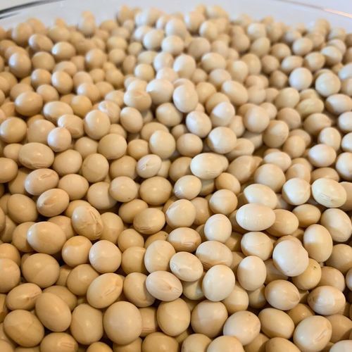 White Natural Organic Soybean Seed