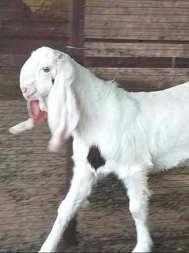 Farming Use Sojat Goat