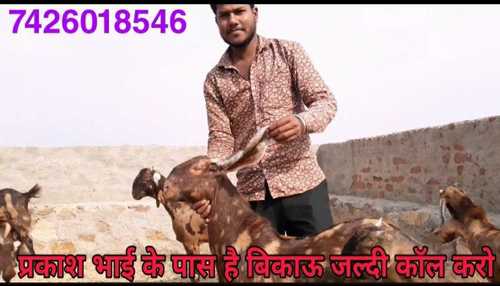 Mainly Brown Sirohi Goat