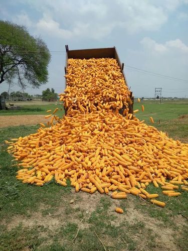 Maize Seed for Flour Making