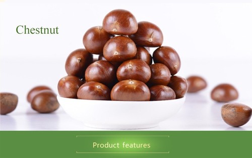 Chestnut In Malaysia Chestnut Manufacturers Suppliers In Malaysia