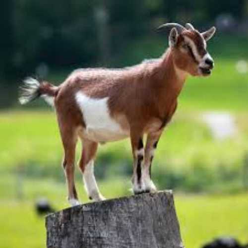 Live Goat (Black, Brown and White)