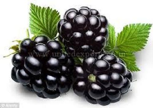 Fresh and Healthy Blackberry