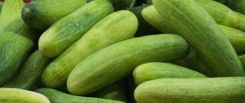 Healthy And Hygienic Fresh Cucumber