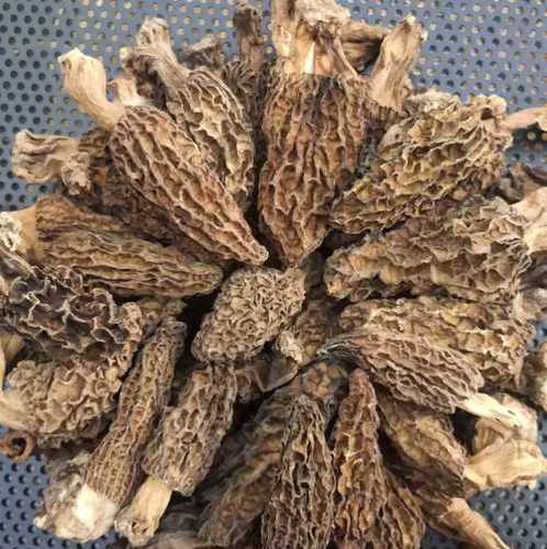 Natural Morel Mushrooms