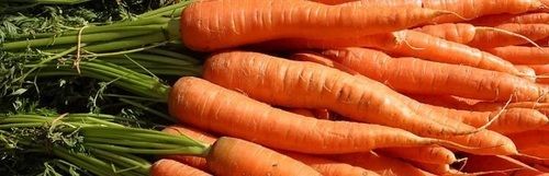 Organically Grown Fresh Carrot