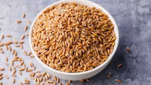 Common Dried Organic Wheat