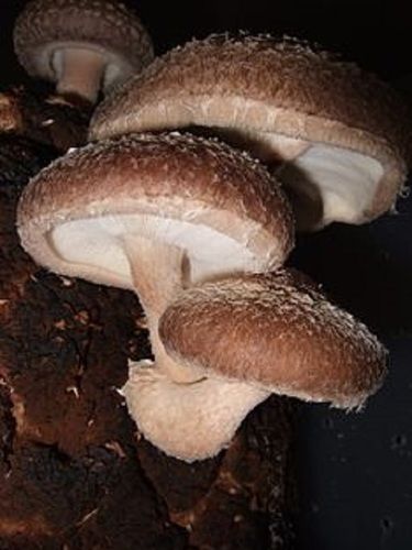 100% Natural Shiitake Mushroom