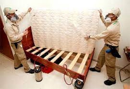 Bed Bugs Control Services By ALL INDIA PEST CONTROL