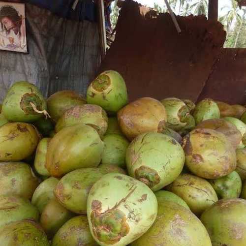 Light Green Coconut Water