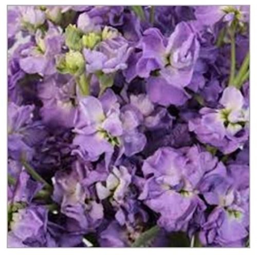Dry Lavender Flower Manufacturer Supplier from Jammu India