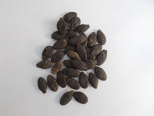 Organic Ridge Gourd Seeds Grade: A Grade