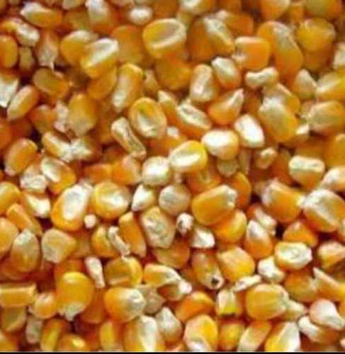 Animal Feed Yellow Maize  Purity: 100%